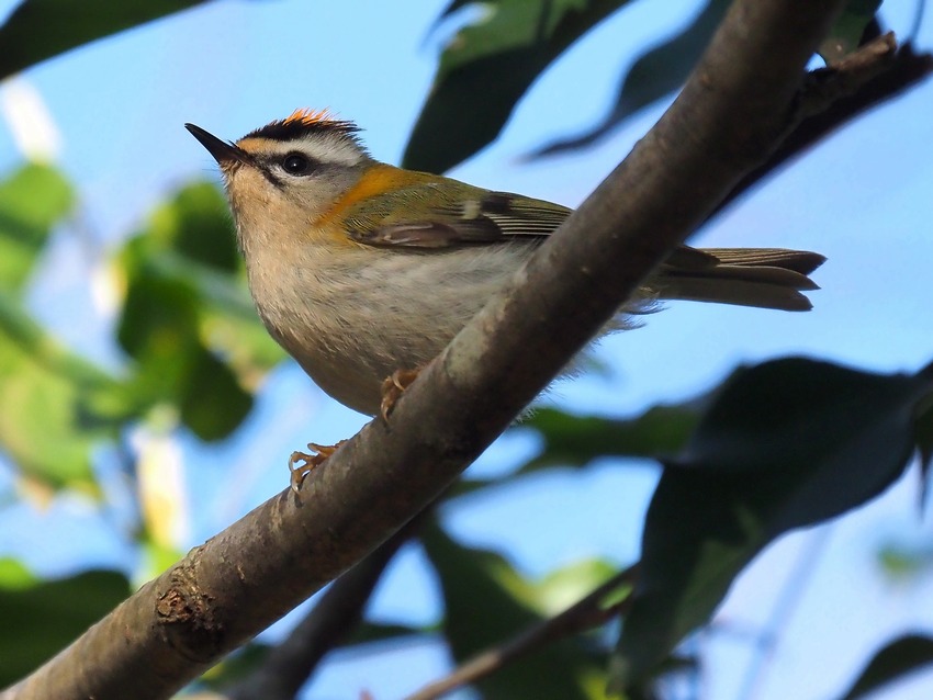 Fiorrancino  (Regulus ignicapilla)